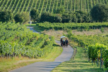 Çek Cumhuriyeti 'nin Güney Moravya kentindeki bir üzüm bağından objektife uzaktan yaklaşan bir at arabası. Fotoğraflar rahatlatıcı..
