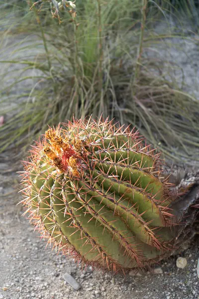 Cactus Origen Mexicano Con Flor Naranja — Foto de Stock