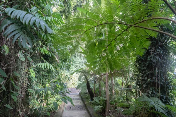 Leafy humid tropical garden