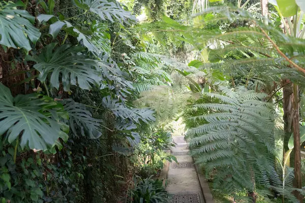 Jardín Tropical Húmedo Hojas — Foto de Stock