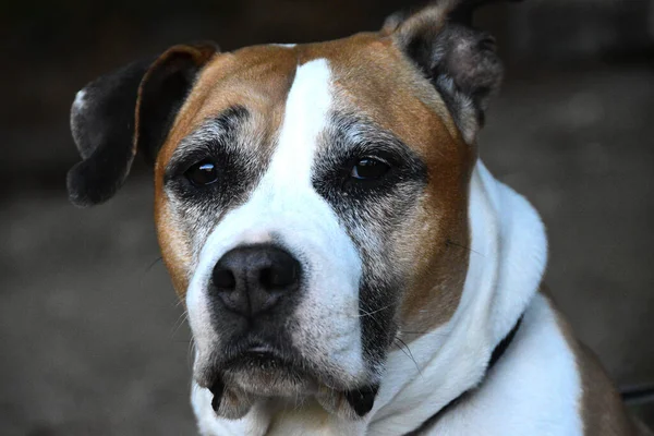 Raza Perros Staffordshire Terrier — Foto de Stock