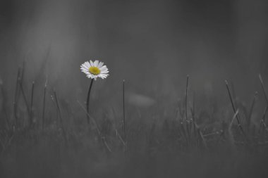 Siyah-beyaz renkli bir papatya resmi.