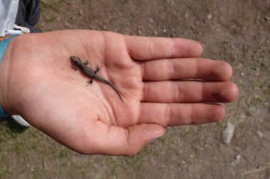 Küçük bir kızın elinde küçük bir kertenkele