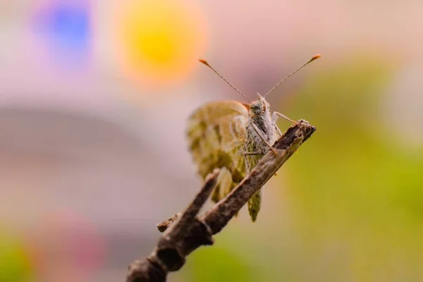 Een Close Shot Van Een Vlinder — Stockfoto