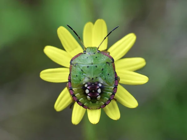 Зеленый Кузнечик Желтом Цветке — стоковое фото