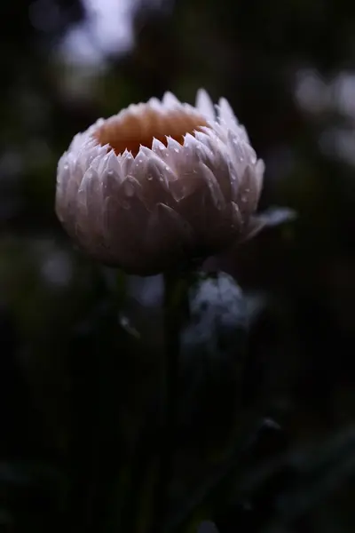 Vackra Blommor Trädgården Helichrysum Helichrysum Vintergrön Växt Och Har Kronblad — Stockfoto