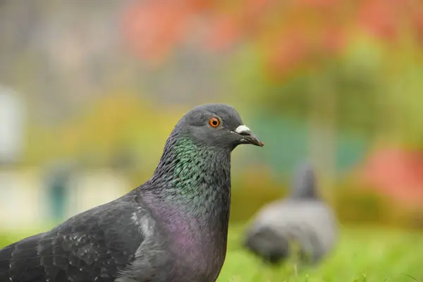 Nahaufnahme Von Taube Taube Taube Taube Vogel — Stockfoto