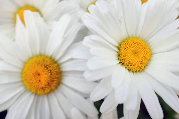 Schöne Weiße Gänseblümchen Mit Grünen Blütenblättern — Stockfoto