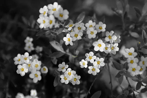 Fond Fleur Noir Blanc — Photo