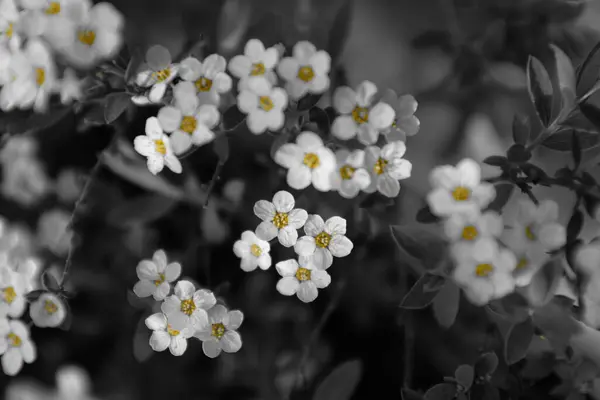 Bir Çalılığın Dalında Siyah Beyaz Çiçekler — Stok fotoğraf