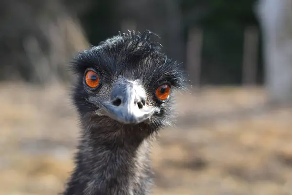 Porträt Eines Emu — Stockfoto