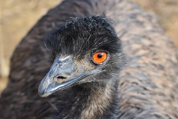 Porträt Eines Emu — Stockfoto