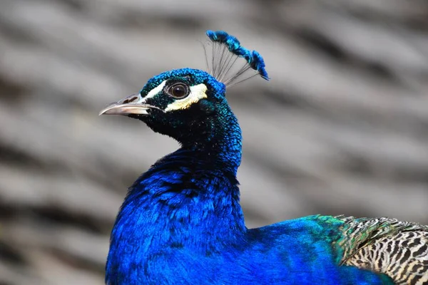 Eine Nahaufnahme Eines Schönen Pfaus Mit Blauen Federn — Stockfoto