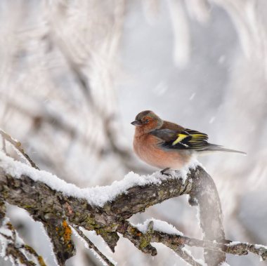 Kar yağarken dalda ispinoz