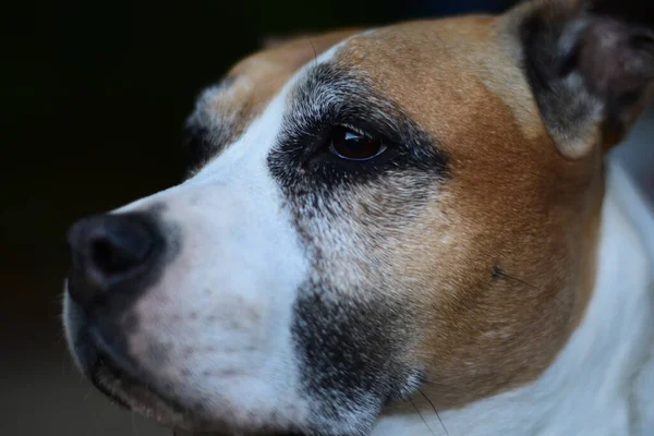 Retrato Perro Amstaff American Staffordshire Terrier — Foto de Stock