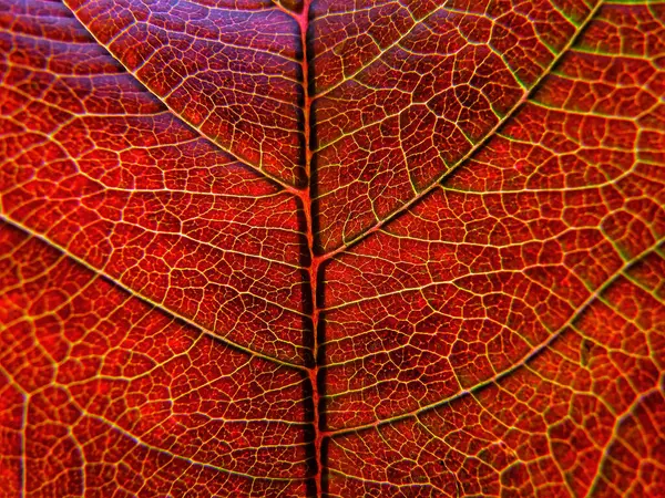 Makro Textur För Höst Löv — Stockfoto