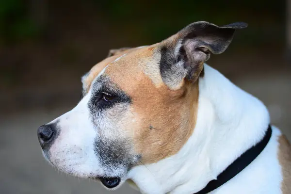 Retrato Lindo Perro Amstaff American Staffordshire — Foto de Stock