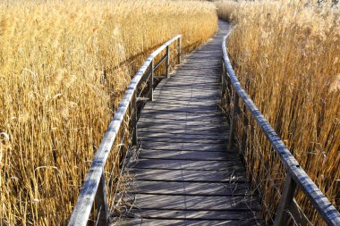 Tahta köprü altın bir tarlayı geçiyor