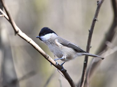a closeup shot of a cute gray tit 