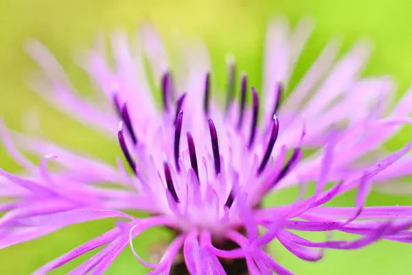 Close Beautiful Purple Flowers — Stock Photo, Image
