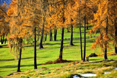 Karaçam dolu sonbahar ormanının güzel manzarası