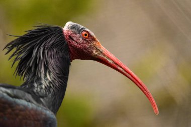 Güzel kırmızı bir Ibis 'in tarlada çekilmiş yakın plan fotoğrafı.