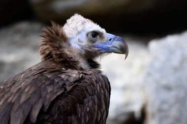 Kara Akbaba 'ya yakın çekim