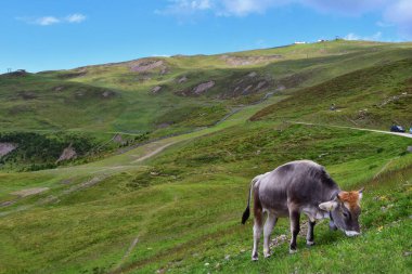 Dağlarda otlayan inekler.