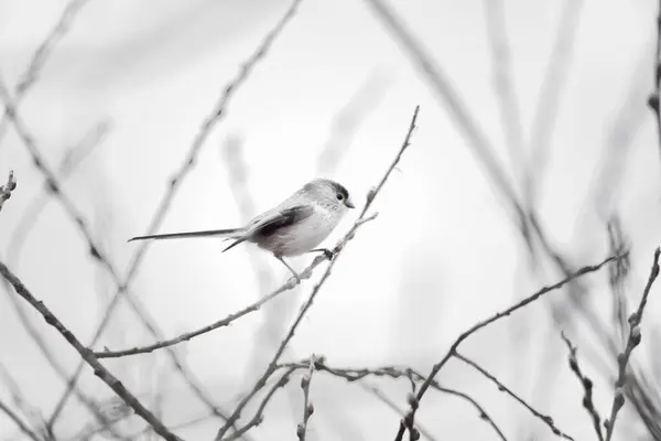 Long Tailed Tit Branches — Stock Fotó