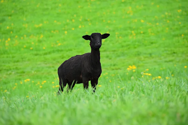 Чорні Вівці Лузі Ліцензійні Стокові Фото
