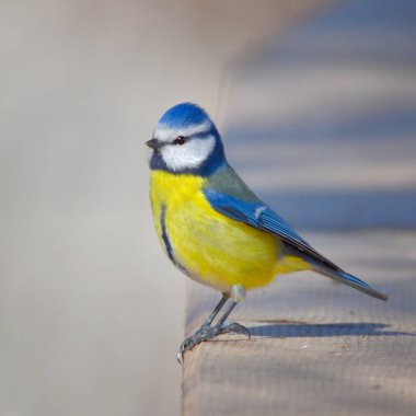 blue tit bird on the fence