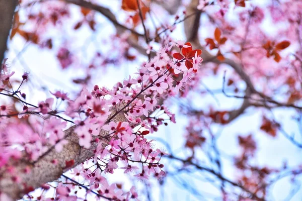 Piękny Różowy Wiosna Kwitnienie — Zdjęcie stockowe