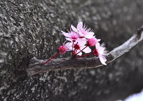 Bela Floração Primavera Rosa — Fotografia de Stock