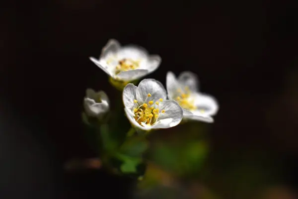 Närbild Vackra Blommande Blomma Utomhus — Stockfoto