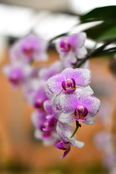Gros Plan Fleurs Orchidée — Photo