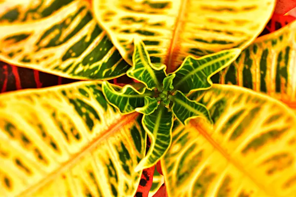 식물의 클로즈업 — 스톡 사진
