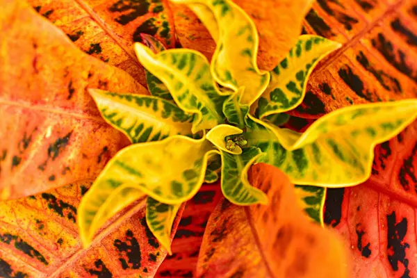 Vacker Naturlig Backgrount Växt — Stockfoto