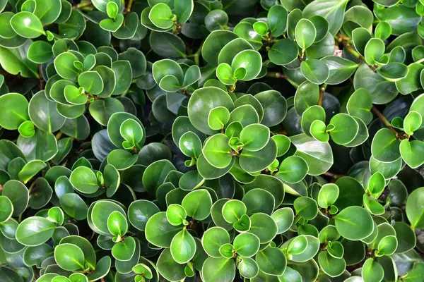Зелене Листя Рослини Зверху — стокове фото