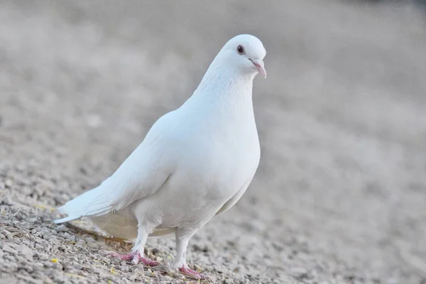 Eine Nahaufnahme Einer Weißen Taube — Stockfoto