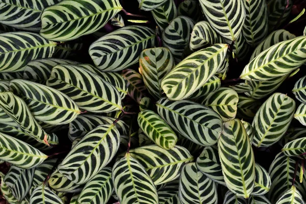 Tropické Listy Flóra Listoví Stock Snímky