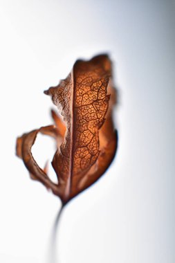 Beyaz arka plan üzerinde izole kuru sonbahar yaprak