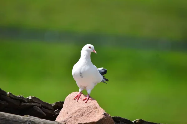 Weiße Taube Auf Dem Felsen — Stockfoto