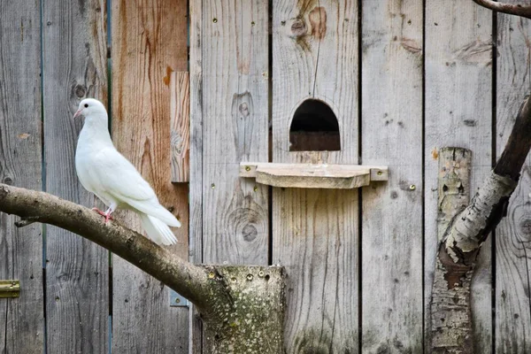 Vogel Sitzt Auf Einem Holzzaun — Stockfoto