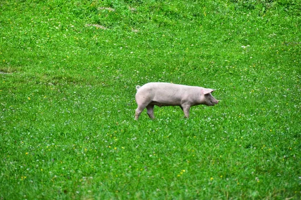 Świnia Zielonej Trawie — Zdjęcie stockowe