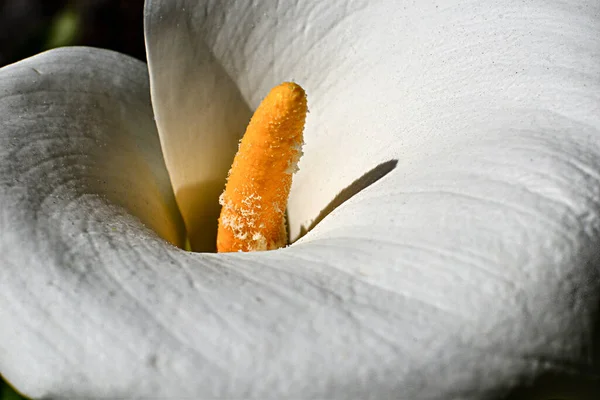 Kwiat Lilii Białej Bliska — Zdjęcie stockowe