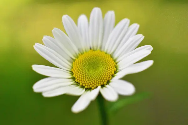 Vacker Blomma Naturen Flora — Stockfoto