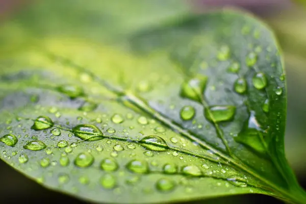 Крапля Води Листі Зеленим Фоном — стокове фото