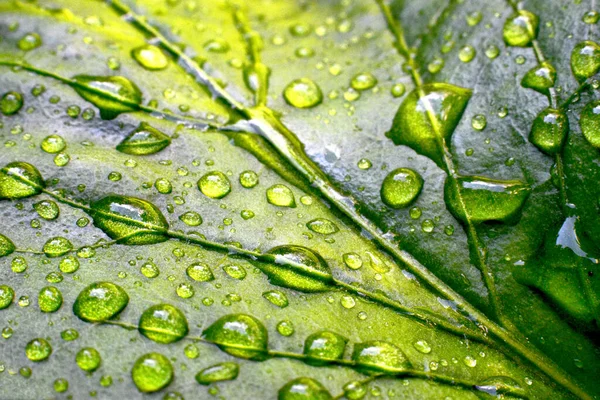 Grönt Löv Med Vattendroppar — Stockfoto