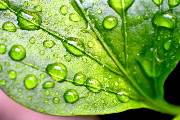 Vattendroppar Gröna Löv — Stockfoto