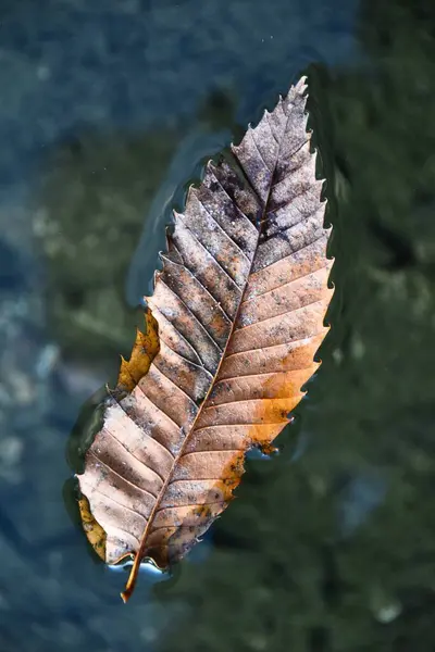 Beautiful Autumn Leaves Water Fall Season Nature Natural Wallpaper Background — Fotografia de Stock